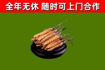 威宁烟酒回收冬虫夏草.jpg